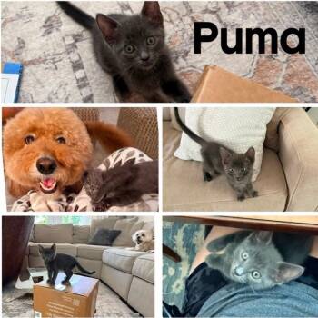 Puma -  Domestic Short Hair Cat for Adoption in Orangevale, California - Puma | PetCurious