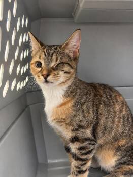Lorelai -  Domestic Short Hair Cat for Adoption in Hilton Head Island, South Carolina - Lorelai | PetCurious