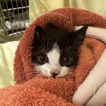 Therizinosaurus (Black Nose) -  Domestic Short Hair Cat Available for Adoption in Winston-salem, North Carolina - Therizinosaurus (Black Nose) | PetCurious