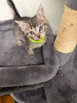 Domestic Short Hair Cats Available for Adoption in Virginia, Minnesota - Scallop | PetCurious