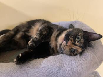 Domestic Short Hair Cats Available for Adoption in Battle Creek, Michigan - Ms Kitty | PetCurious