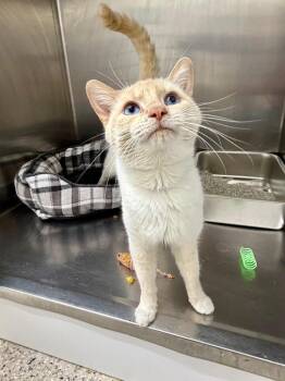 Siamese Cats Available for Adoption in Glenfield, New York - Flare | PetCurious
