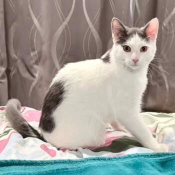 Dumbledore -  Domestic Short Hair Cat for Adoption in Grand Rapids, Michigan - Dumbledore | PetCurious