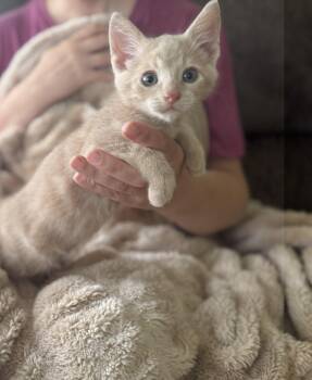 Rescue Domestic Short Hair Cats for Adoption in Gradyville, Kentucky - Oliver | PetCurious