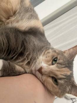 Lyla -  Domestic Short Hair Cat for Adoption in Dayton, Minnesota - Lyla | PetCurious