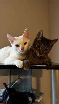 Rescue Domestic Short Hair Cats for Adoption in San Diego, California - Halo & Nola | PetCurious
