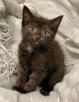 Domestic Short Hair Cats Available for Adoption in Decorah, Iowa - Jolene | PetCurious