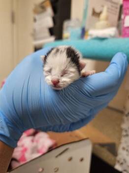 A1932403 -  Domestic Short Hair Cat for Adoption in Riverside, California - A1932403 | PetCurious