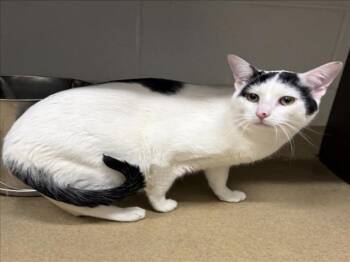 OJ -  Domestic Short Hair Cat for Adoption in Derwood, Maryland - OJ | PetCurious