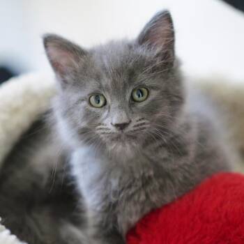 Domestic Medium Hair Cats Available for Adoption in Las Vegas, Nevada - Dalton 53431 | PetCurious