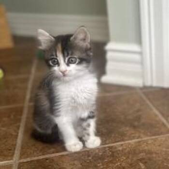 Cocoa -  Domestic Medium Hair Cat for Adoption in Greenwood, Missouri - Cocoa | PetCurious