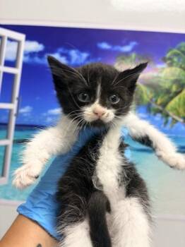 Domestic Short Hair Cats Available for Adoption in North Charleston, South Carolina - 06595B Corona | PetCurious