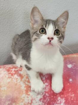 Silvester -  Domestic Short Hair and Russian Blue Cat for Adoption in Yorba Linda, California - Silvester | PetCurious