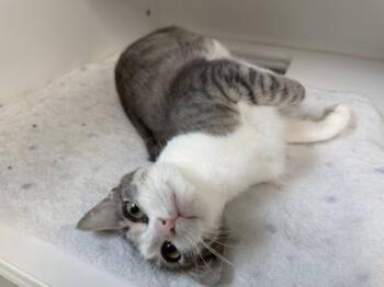 Truby -  Domestic Short Hair Cat for Adoption in Traverse City, Michigan - Truby | PetCurious