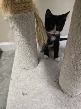 Rescue Tuxedo Cats for Adoption in Boonville, Missouri - Max | PetCurious