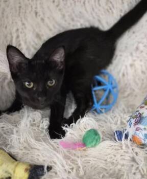 Piano -  Domestic Short Hair Cat for Adoption in Conway, South Carolina - Piano | PetCurious