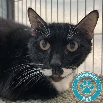Monkey Man -  Domestic Short Hair Cat for Adoption in Lakeland, Florida - Monkey Man | PetCurious