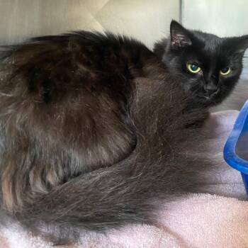 Bisou -  Domestic Medium Hair Cat for Adoption in Fall River, Massachusetts - Bisou | PetCurious