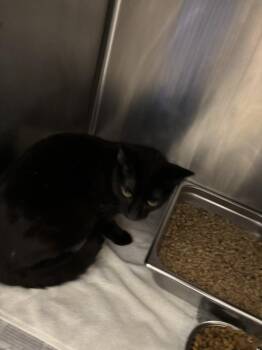 Domestic Short Hair Cats Available for Adoption in Hagerstown, Maryland - ASH | PetCurious