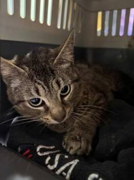 Hilary -  Domestic Short Hair Cat for Adoption in Cincinnati, Ohio - Hilary | PetCurious