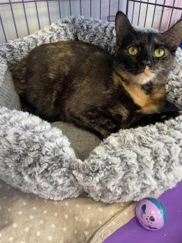 Tortoiseshell and Domestic Short Hair Cats Available for Adoption in Georgetown, Kentucky - Peka | PetCurious