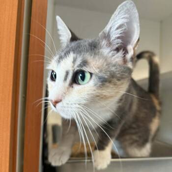 Domestic Short Hair Cats Available for Adoption in Saugerties, New York - Esme | PetCurious