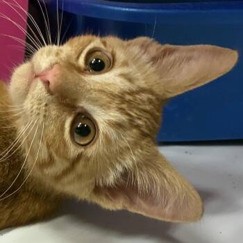 Darryl -  Domestic Short Hair Cat for Adoption in Santa Fe, New Mexico - Darryl | PetCurious