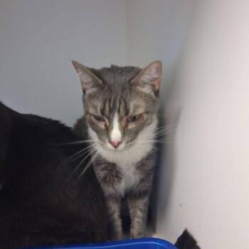 Domestic Short Hair Cats Available for Adoption in Kingman, Arizona - Princess | PetCurious