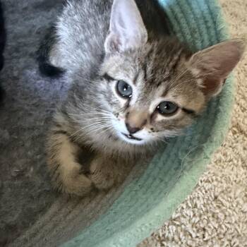 Domestic Short Hair Cats Available for Adoption in Morrison, Colorado - Chloe Groth | PetCurious