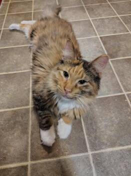 Domestic Long Hair Cats Available for Adoption in Wheaton, Illinois - Lady Gata | PetCurious