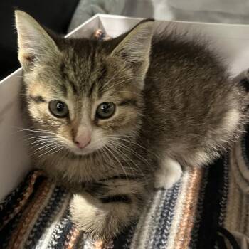 Pickles -  American Shorthair Cat Available for Adoption in Oak Park, Illinois - Pickles | PetCurious