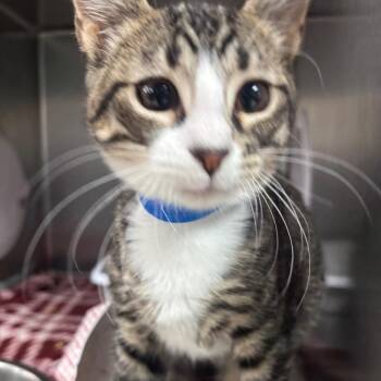 Turner -  Domestic Short Hair Cat for Adoption in Lakeland, Florida - Turner | PetCurious