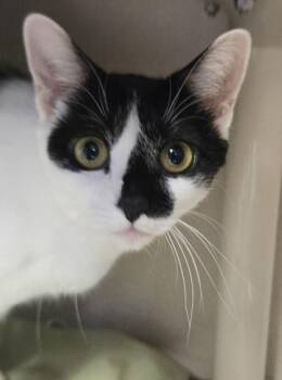 May - I AM AT PetSmart Framingham -  Domestic Short Hair Cat for Adoption in East Brookfield, Massachusetts - May - I AM AT PetSmart Framingham | PetCurious