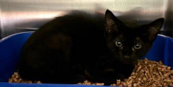 Domestic Short Hair Cats Available for Adoption - Feta | PetCurious