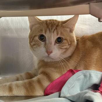 HECTOR -  Domestic Short Hair Cat for Adoption in Las Vegas, Nevada - HECTOR | PetCurious