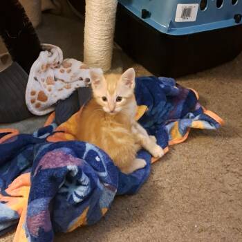 Apollo -  Domestic Short Hair Cat for Adoption in San Tan Valley, Arizona - Apollo | PetCurious