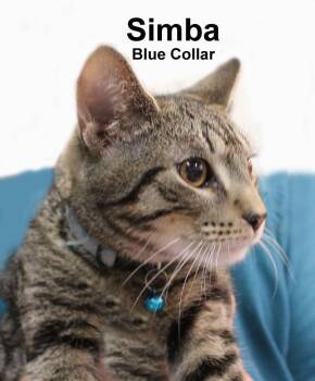Simba Dri. (sweet brother to Lola, Luna, Moon, & Nala) -  Domestic Short Hair and Tabby Cat for Adoption in Stowe, Pennsylvania - Simba Dri. (sweet Brother To Lola, Luna, Moon, & Nala) | PetCurious
