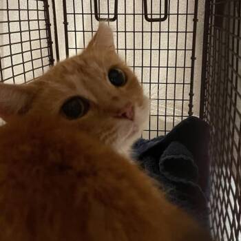 Gabby -  Domestic Short Hair Cat for Adoption in Des Moines, Iowa - Gabby | PetCurious