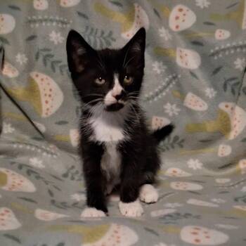 KeKe -  Domestic Short Hair Cat for Adoption in Hinesville, Georgia - KeKe | PetCurious