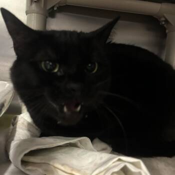 Domestic Short Hair Cats Available for Adoption - Shadow | PetCurious
