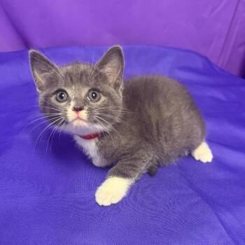 Marshmallow -  Domestic Medium Hair Cat Available for Adoption in North Myrtle Beach, South Carolina - Marshmallow | PetCurious