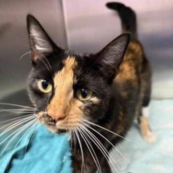Marigold -  Domestic Short Hair Cat for Adoption in Worcester, Massachusetts - Marigold | PetCurious