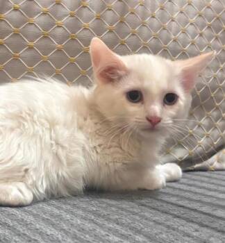 Casper -  Ragdoll Cat Available for Adoption in Gilbert, Arizona - Casper | PetCurious