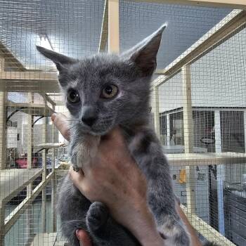 Golden Tempo -  Domestic Short Hair Cat for Adoption in Toledo, Ohio - Golden Tempo | PetCurious