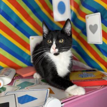 Rescue Tuxedo Cats for Adoption in Mount Vernon, Illinois - Simon | PetCurious