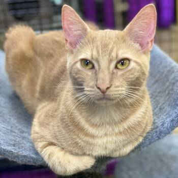 Rescue Domestic Short Hair Cats for Adoption in Collierville, Tennessee - Groot | PetCurious