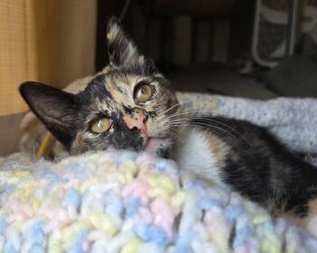 Tacoma -  Domestic Short Hair Cat for Adoption in Liverpool, New York - Tacoma | PetCurious