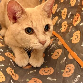 Oliver Stone -  Domestic Short Hair Cat for Adoption in Richmond, Virginia - Oliver Stone | PetCurious