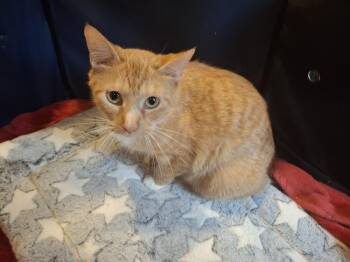 Guinevere G. -  Domestic Short Hair Cat for Adoption in West Peoria, Illinois - Guinevere G. | PetCurious