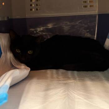 Blair -  Domestic Short Hair Cat for Adoption in Salt Lake City, Utah - Blair | PetCurious